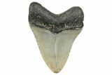 Serrated, Fossil Megalodon Tooth - North Carolina #272858-1